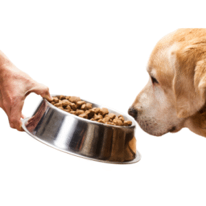 dog-food