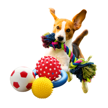 Dog Toys