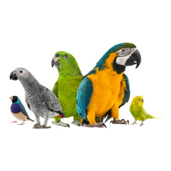 Shop Bird